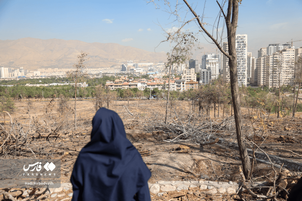 تصاویر: درختان چیتگر؛ در جدال آفت و کم‌آبی