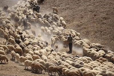 مدیرعامل اتحادیه دامداران: روزانه ۴ تا ۵ هزار گوسفند فقط به عمان قاچاق می‌شود