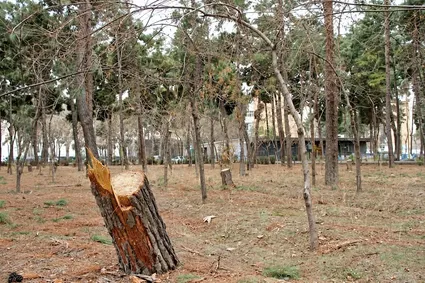 ببینید/ ویدیوهای نگران کننده از نابودی درختان چیتگر / شهرداری زاکانی چه بر سر پارک چیتگر آورده؟