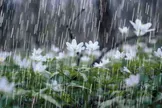 وضعیت آب و هوا، امروز ۵ بهمن ۱۴۰۴؛ فعال شدن سامانه بارشی در جنوب کشور/ تشدید بارندگی و وزش باد در برخی استان‌ها