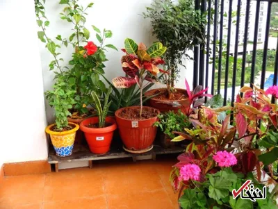 با گل های معطر به استقبال بهار بروید