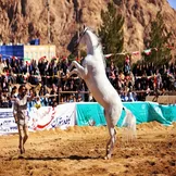 تصاویر: جشن خانوادگی و نمایش اسب‌های فاخر یزد