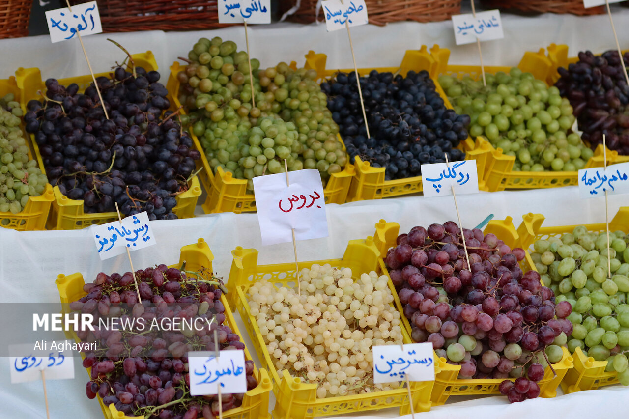 تصاویر: نهمین دوره جشنواره انگور ارومیه