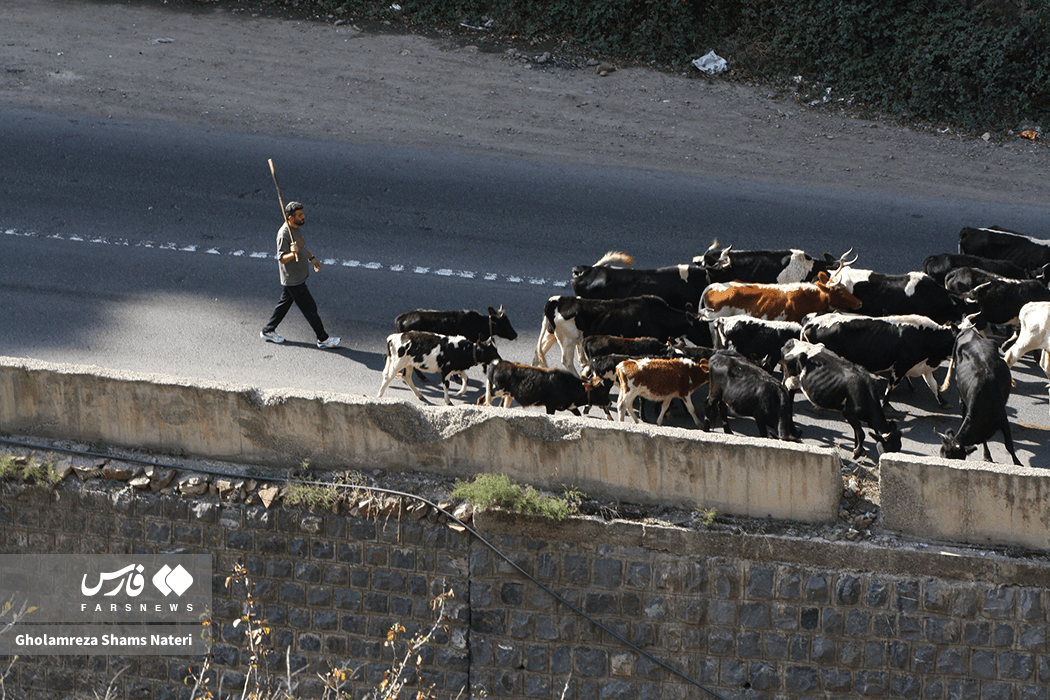 تصاویر: انسداد پر دردسر