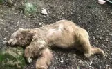 عامل مرگ خرس در مشگین‌ شهر، به ترویج مهربانی با حیوانات محکوم شد/ وی مکلف شد که بروشورهایی با محوریت حفاظت از محیط زیست را تهیه و در اماکن عمومی توزیع کند