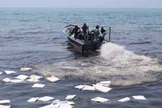 محیط‌زیست: حدود ۳.۲ هکتار از سواحل قشم درگیر آلودگی شده/ وسعت آلودگی در آب‌های ساحلی نیز حدود ۹ هکتار برآورد می‌شود