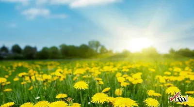 با این خوراکی ها گرمای بهار و تابستان را معتدل کنید
