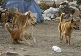 ببینید/ حمله سگ ولگرد به دانشجوی دانشگاه زنجان
