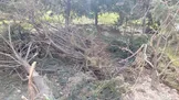 واکنش عضو شورا به تکذیب قطع ۲۰۰ اصله درخت در دانشگاه تهران: عکس‌ها گویای قتل عام درختان است / عوامل آن مجموعه قصد داشتند یکی از کارکنان شهرداری را از بالا به پایین بیاندازد